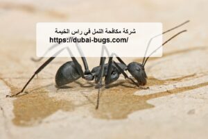 شركة مكافحة النمل في راس الخيمة