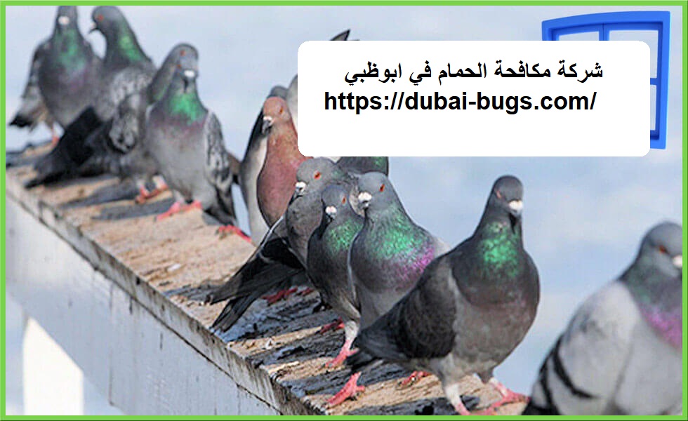 شركة مكافحة الحمام في ابوظبي