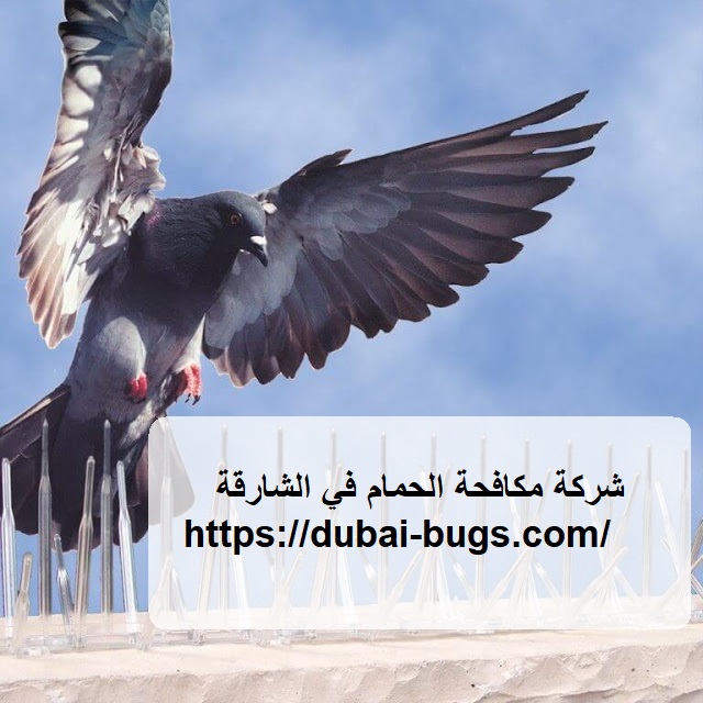 شركة مكافحة الحمام في الشارقة