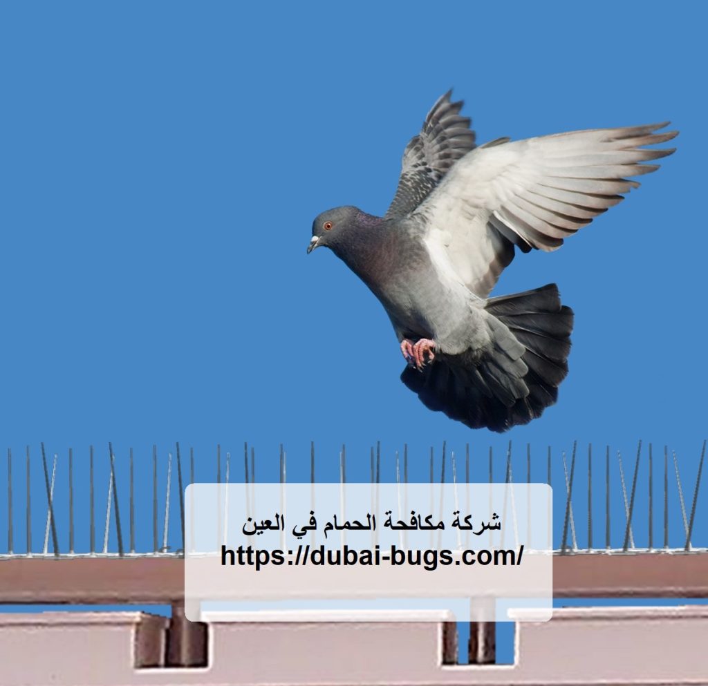 شركة مكافحة الحمام في العين