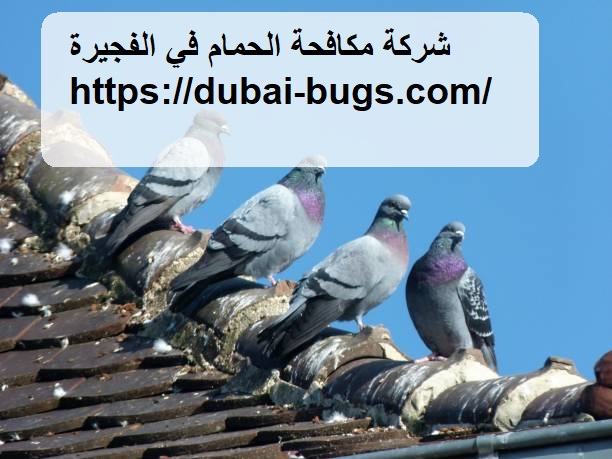 شركة مكافحة الحمام في الفجيرة