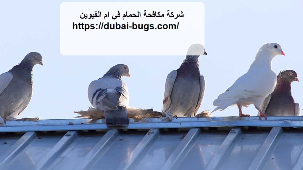 شركة مكافحة الحمام في ام القيوين