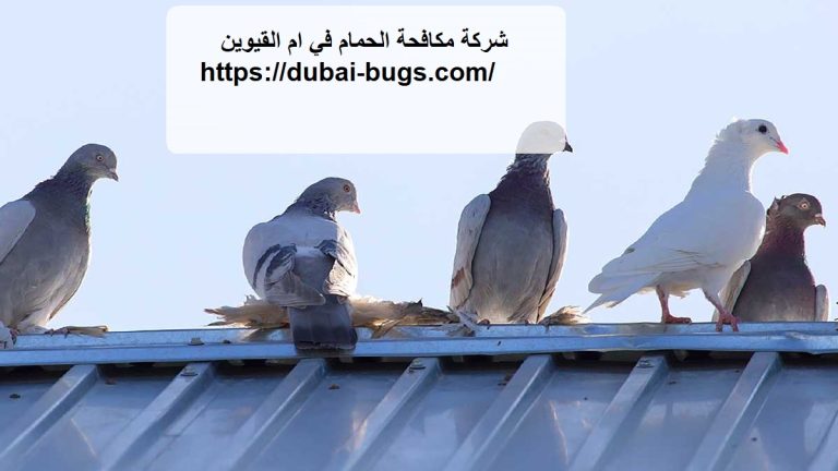 شركة مكافحة الحمام في ام القيوين