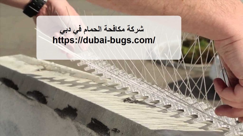 شركة مكافحة الحمام في دبي