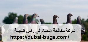 شركة مكافحة الحمام في راس الخيمة |0543690242