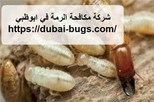 شركة مكافحة الرمة في ابوظبي |0543690242