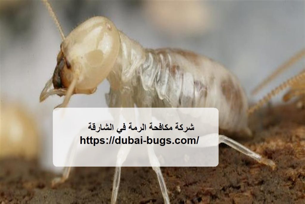 شركة مكافحة الرمة في الشارقة