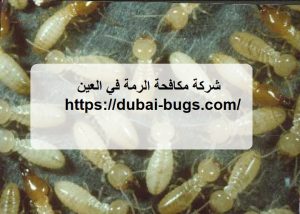 شركة مكافحة الرمة في العين |0543690242