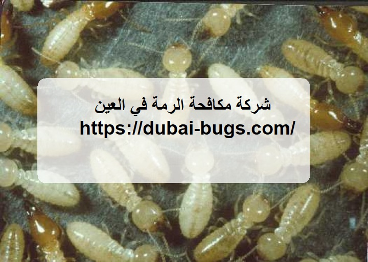 شركة مكافحة الرمة في العين