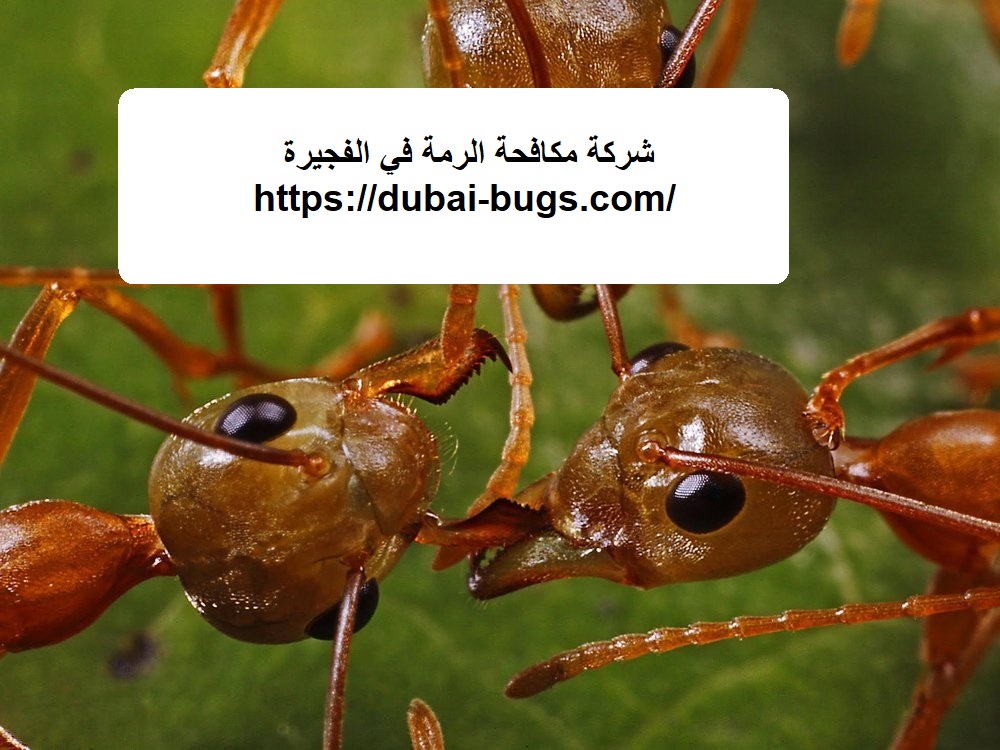 شركة مكافحة الرمة في الفجيرة