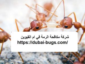 شركة مكافحة الرمة في ام القيوين |0543690242