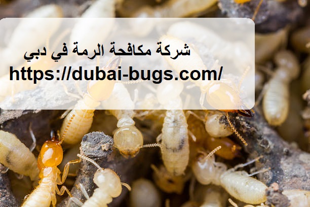 شركة مكافحة الرمة في دبي