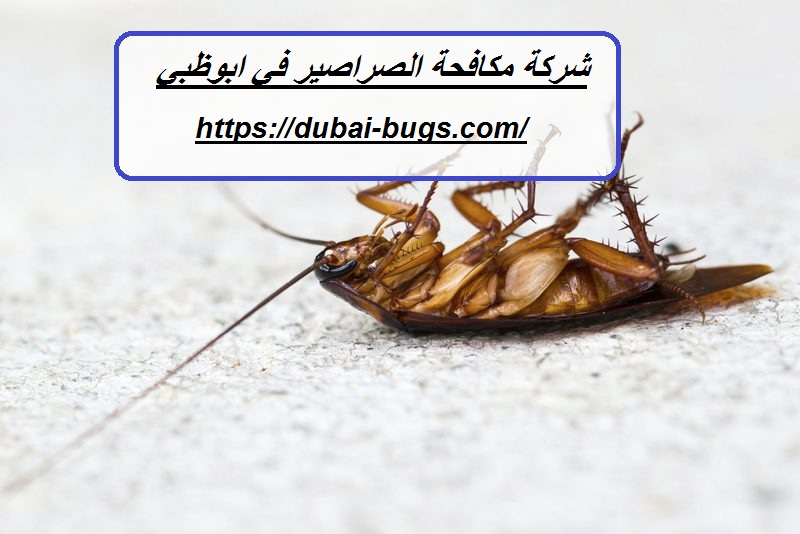 شركة مكافحة الصراصير في ابوظبي
