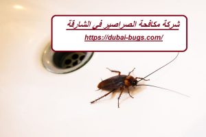 شركة مكافحة الصراصير في الشارقة |0543690242