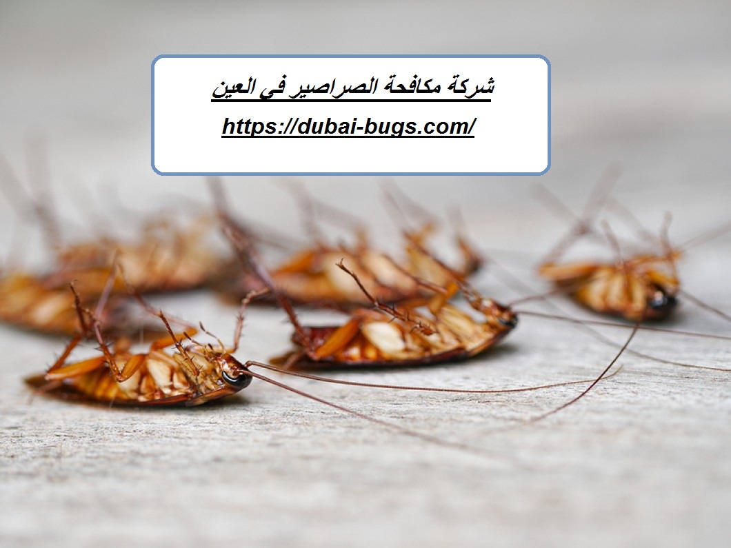 شركة مكافحة الصراصير في العين