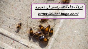 شركة مكافحة الصراصير في الفجيرة |0543690242| رش حشرات