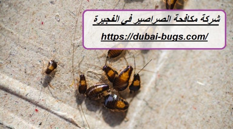 شركة مكافحة الصراصير في الفجيرة