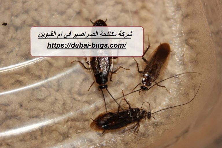 شركة مكافحة الصراصير في ام القيوين
