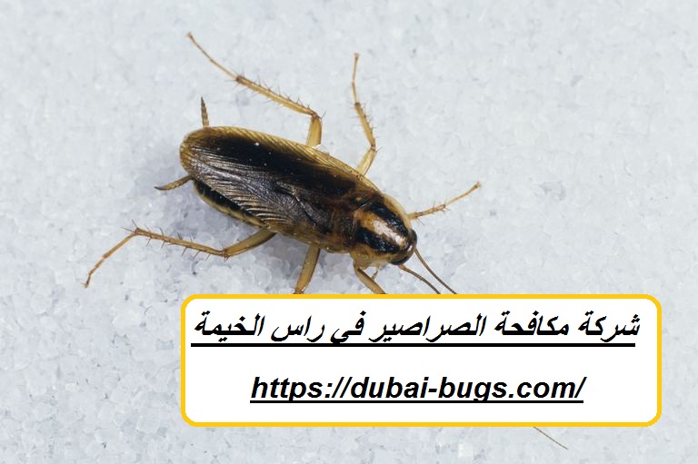 شركة مكافحة الصراصير في راس الخيمة