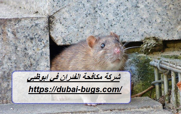 شركة مكافحة الفئران في ابوظبي