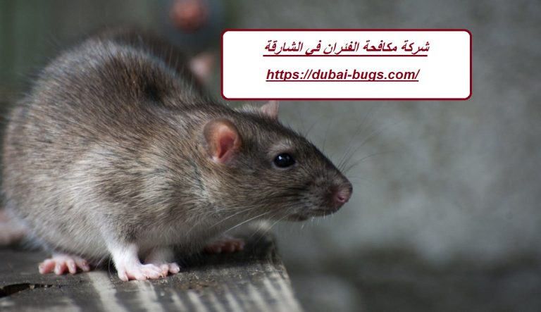 شركة مكافحة الفئران في الشارقة
