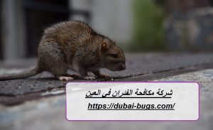 شركة مكافحة الفئران في العين |0543690242| مكافحة القوارض