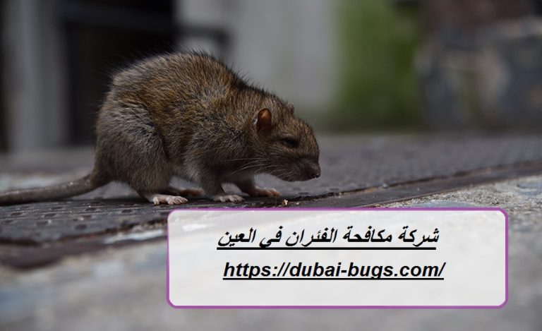 شركة مكافحة الفئران في العين