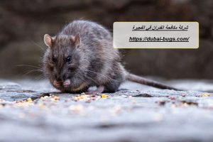 شركة مكافحة الفئران في الفجيرة |0543690242| رش فئران