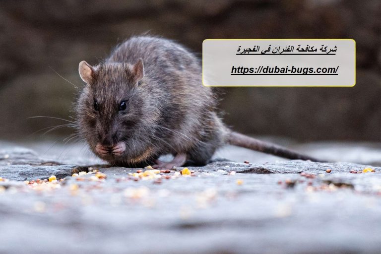 شركة مكافحة الفئران في الفجيرة