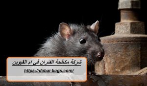 شركة مكافحة الفئران في ام القيوين |0543690242| قضاء تام
