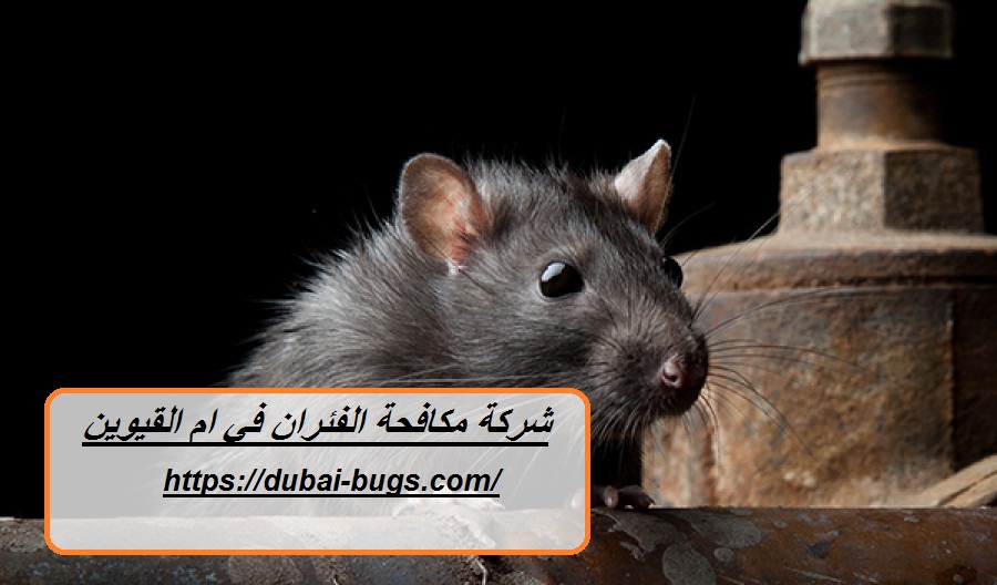 شركة مكافحة الفئران في ام القيوين