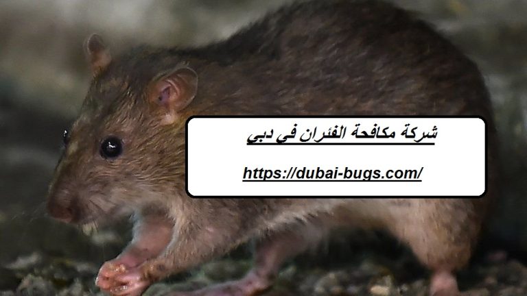 شركة مكافحة الفئران في دبي