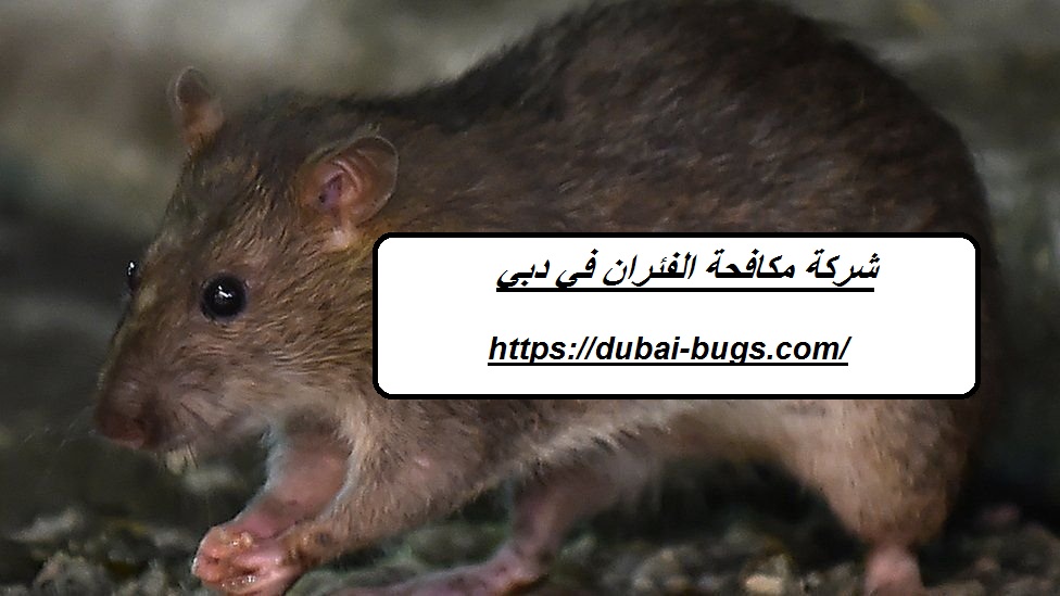 شركة مكافحة الفئران في دبي