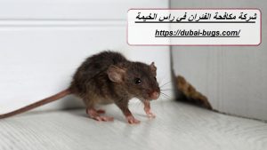 شركة مكافحة الفئران في راس الخيمة |0543690242