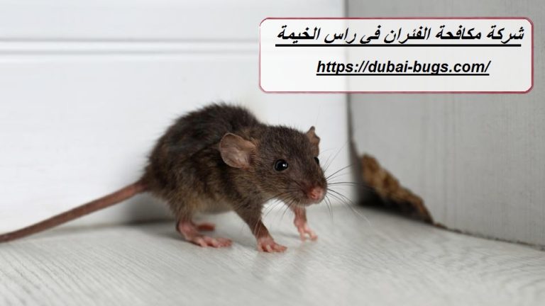 شركة مكافحة الفئران في راس الخيمة