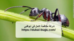 شركة مكافحة النمل في ابوظبي |0543690242