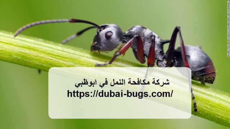 شركة مكافحة النمل في ابوظبي