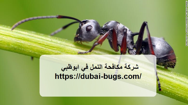 شركة مكافحة النمل في ابوظبي