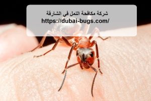 شركة مكافحة النمل في الشارقة |0543690242