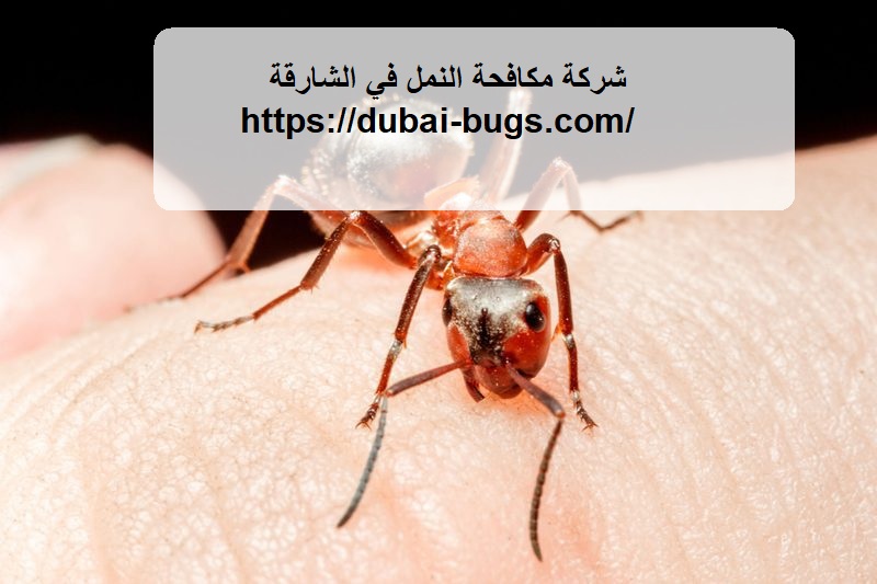 شركة مكافحة النمل في الشارقة