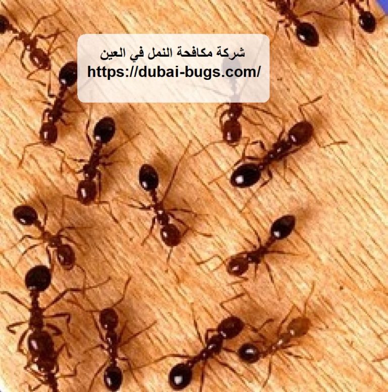 شركة مكافحة النمل في العين