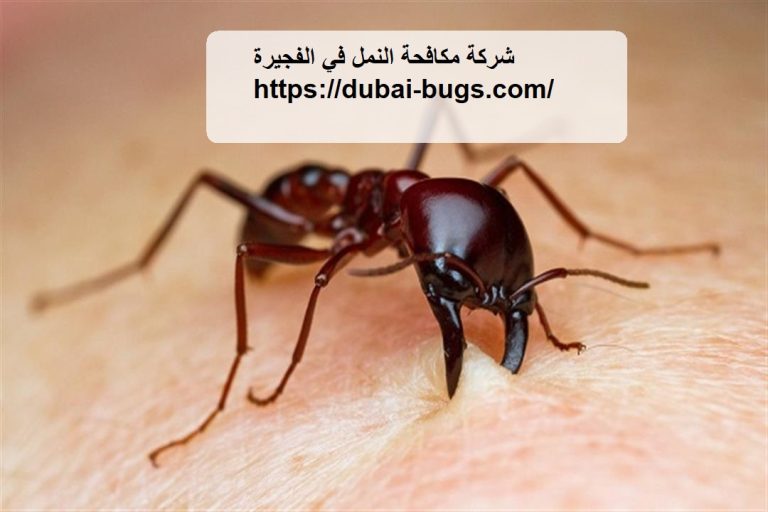 شركة مكافحة النمل في الفجيرة