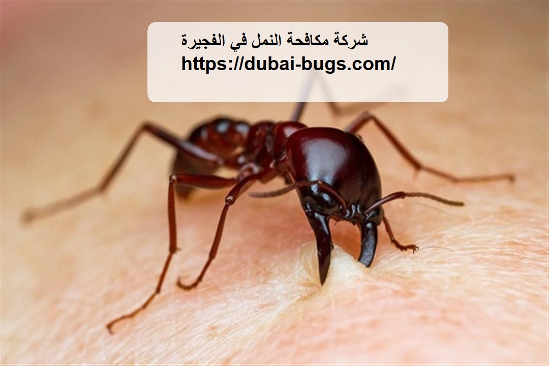 شركة مكافحة النمل في الفجيرة