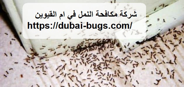 شركة مكافحة النمل في ام القيوين
