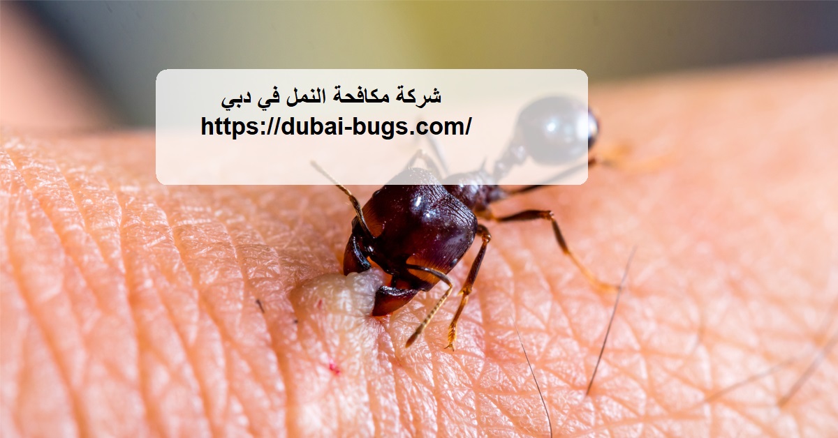 شركة مكافحة النمل في دبي