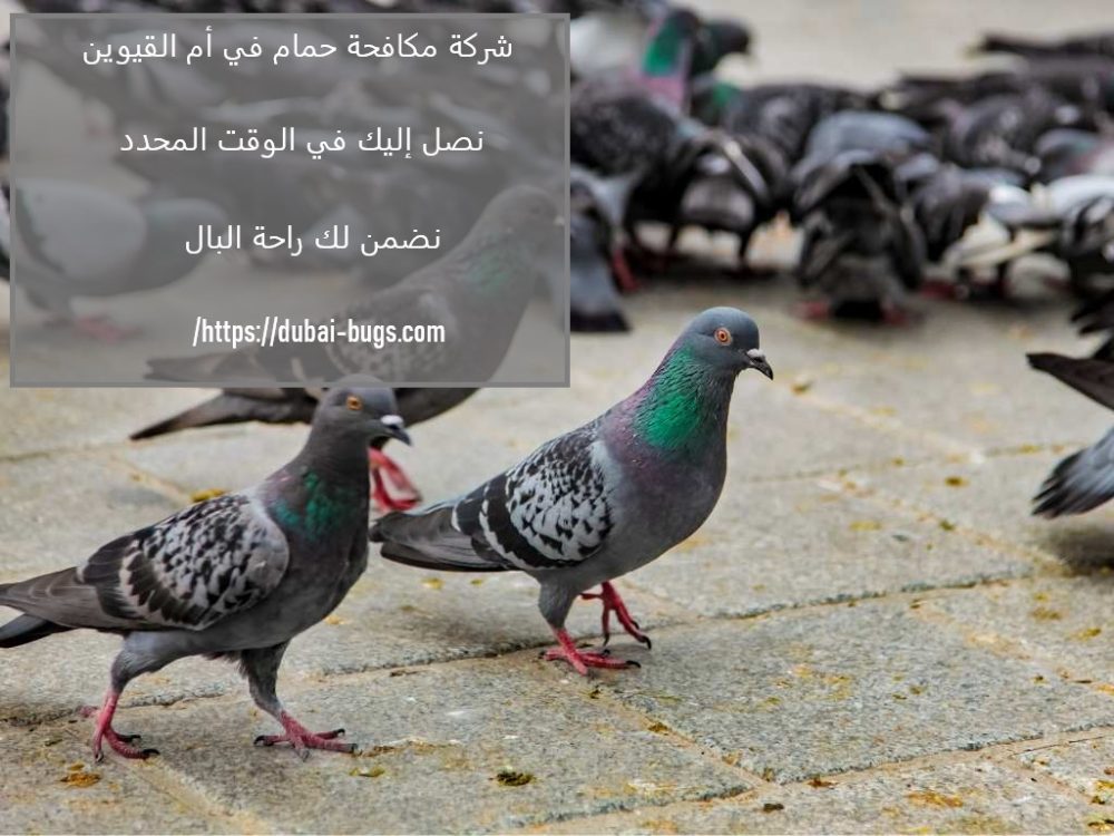 شركة مكافحة الحمام في أم القيوين