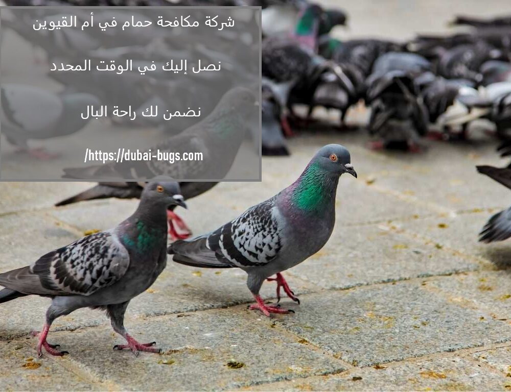 شركة مكافحة الحمام في أم القيوين