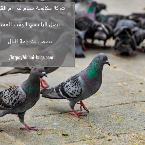 شركة مكافحة الحمام في أم القيوين