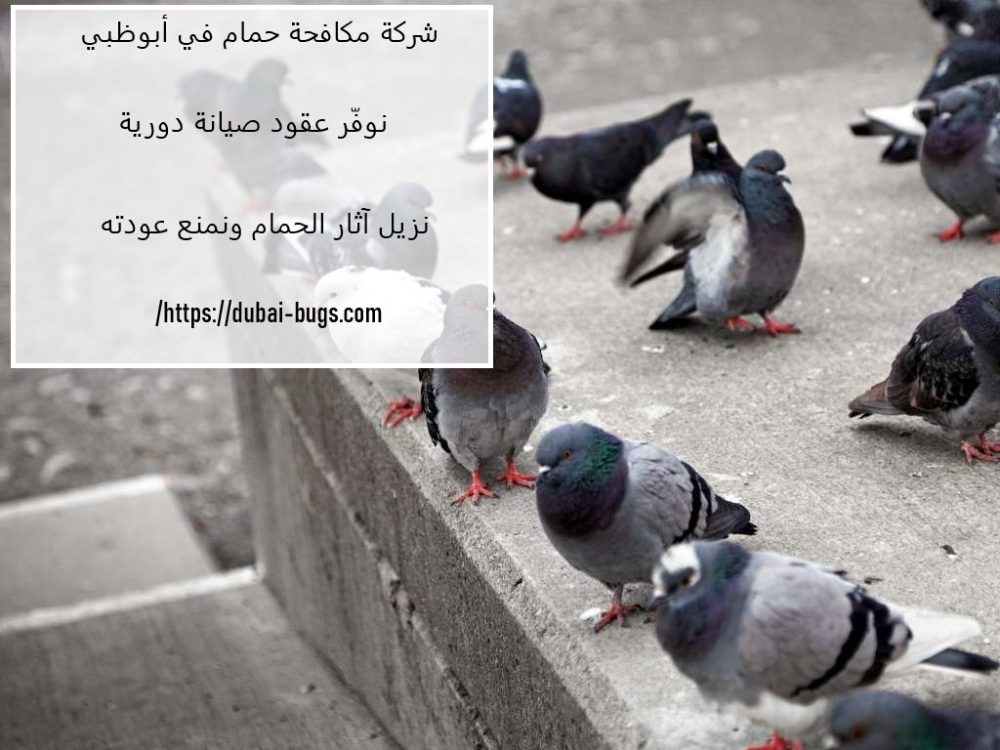 شركة مكافحة الحمام في أبوظبي