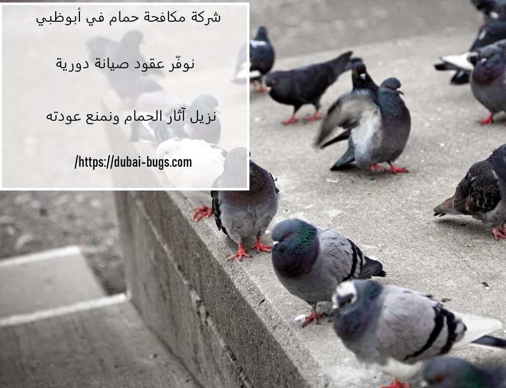 شركة مكافحة الحمام في أبوظبي